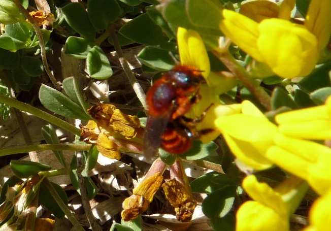 Piccolo imenottero rosso: Osmia cfr. ferruginea (Apidae Megachilinae)